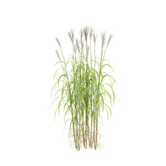 3d illustration of bush Miscanthus sacchariflorus isolated on transparent background