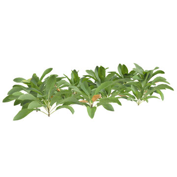3d Illustration of Stachys Byzantina Foliage Plant isolated transparent background