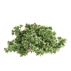 3d Illustration of Mezoo Trailing Red Groundcover Plant isolated on transparent background