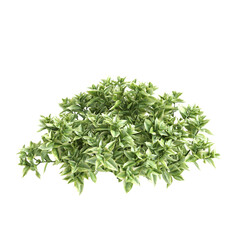 3d Illustration of Mezoo Trailing Red Groundcover Plant isolated on transparent background