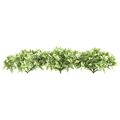 3d Illustration of Mezoo Trailing Red Groundcover Plant isolated on transparent background