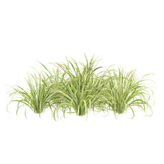 3d Illustration of Arrhenatherum Elatius Grass Plant isolated on transparent background