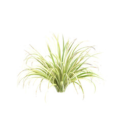 3d Illustration of Arrhenatherum Elatius Grass Plant isolated on transparent background