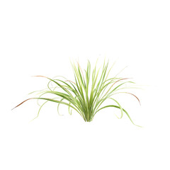 3d Illustration of Arrhenatherum Elatius Grass Plant isolated on transparent background