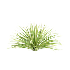 3d Illustration of Arrhenatherum Elatius Grass Plant isolated on transparent background