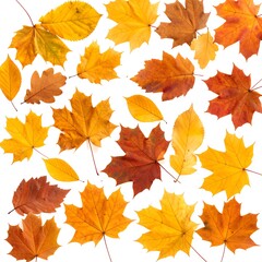 Autumn leaves scattered on white background