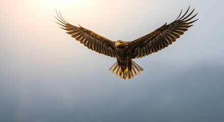 Powerful White-Tailed Eagle Gliding Against Dramatic Sky
