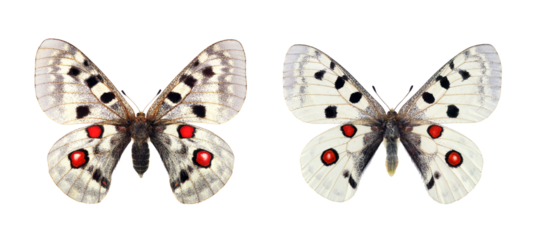 Bright colorful Apollo butterflies on a transparent background. Male and female Apollo swallowtails.
