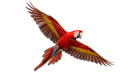 Colorful flying scarlet macaw parrot isolated on white background, exotic tropical bird with vibrant red, blue, and yellow feathers, symbol of wildlife, freedom, rainforest nature, and exotic avian be