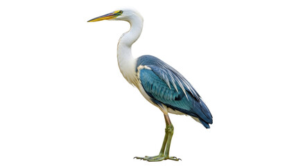 Isolated Pied Heron standing with one leg bird in natural environment wildlife nature photography