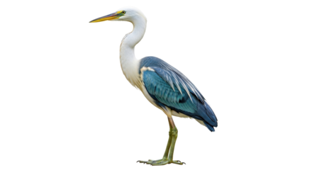 Isolated Pied Heron standing with one leg bird in natural environment wildlife nature photography