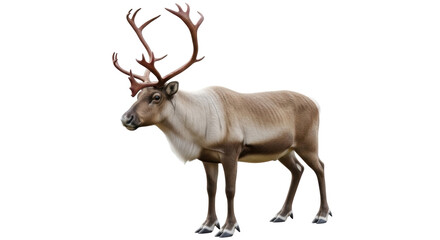 Isolated Caribou in Standing Pose With Antlers Looking Left in Realistic Style, Wildlife