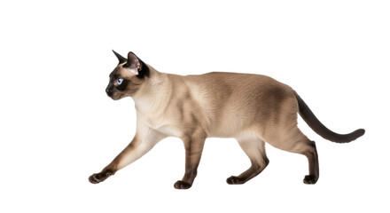 Isolated Siamese cat walking, a beautiful purebred feline with striking blue eyes and dark fur