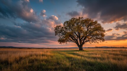 Solitary tree standing tall against the backdrop of an enchanting sunset sky