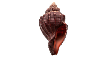 Isolated brown sea snail shell with details and texture on surface; marine life specimen
