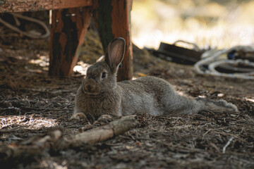 rabbit in the woods