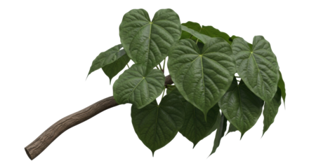 Isolated branch with green heart-shaped leaves, tropical foliage, natural botanical element