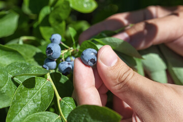Fruiting blueberries. Ripe blueberries in the garden. Growing blueberries. A man harvests...