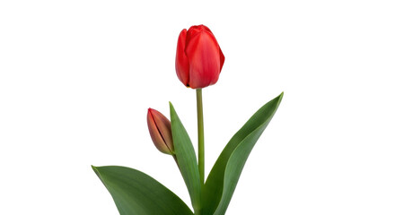 Obraz premium Isolated Red Tulip Bud and Flower with Green Leaves in Bloom, Spring Seasonal Beauty