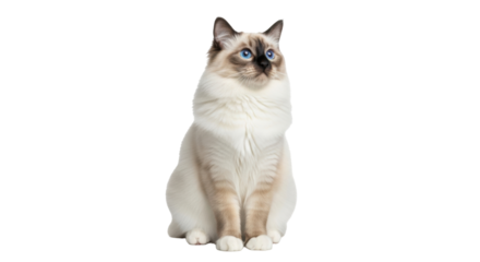 Isolated cat sitting up looking to the side, charming pet with blue eyes and soft fur