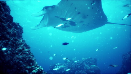 A majestic manta ray gracefully swims through crystal clear blue waters, surrounded by colorful fish and underwater rock formations.