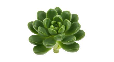Isolated green echeveria succulent, a popular rosette forming houseplant, no background