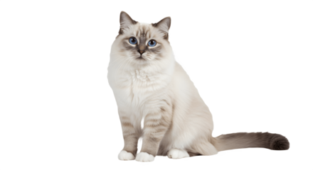 Pretty bicolor Ragdoll cat sitting upright and facing front, looking at camera with striking dark blue eyes. Elegant long-haired feline breed isolated on white background, perfect for pets, animals, a