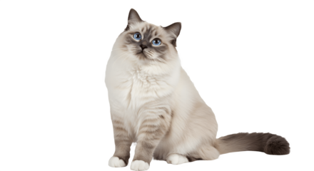 Pretty bicolor Ragdoll cat sitting upright and facing front, looking at camera with striking dark blue eyes. Elegant long-haired feline breed isolated on white background, perfect for pets, animals, a