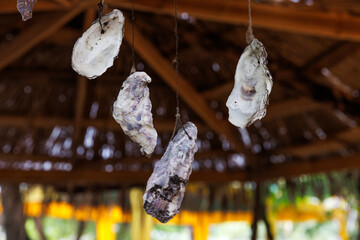 Hanging Oysters at a Rustic Structure: An Exquisite Display of Nature's Delicacies Under a Thatched Roof in an Outdoor Setting