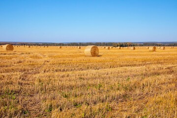  Yellow bales of straw on the field. A wheat field after harvesting. Hay bales cleaning. Agricultural industry