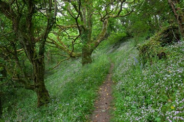 Devonshire woodland with wild flowers