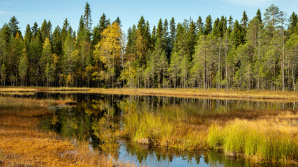 Fototapeta premium Paysage de Laponie en Finlande à l'automne