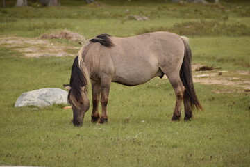 Wild horses grazing near river in green landscape