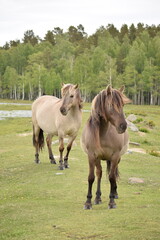 Fototapeta premium Wild horses grazing near river in green landscape