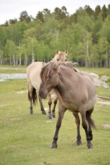 Fototapeta premium Wild horses grazing near river in green landscape