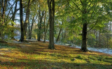 Fototapeta premium European beech wood