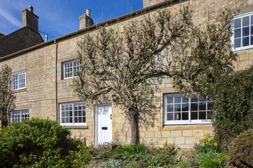 Espalier pear tree growing on Cotswold House, Blockley, Gloucestershire, England