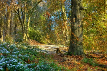 European beech wood