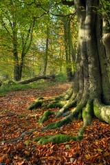 European beech wood