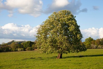 European Horse Chestnut Tree (Aesculus hippocastanum)