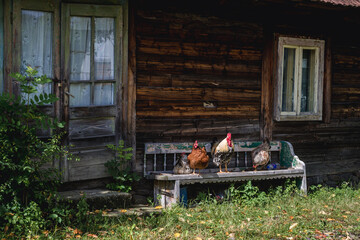 Hens and cock on a bench in front of wooden cottage in Sapanta village, Romania