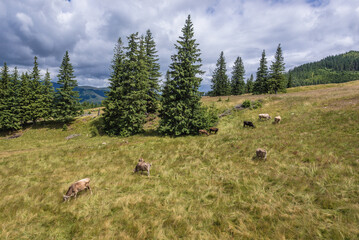 Cows on a meadow in Borsa ski resort town in Rodna Mountains in Romania