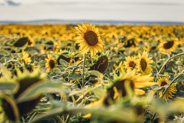 Evening view on sunflowers field in Rezina region in Moldova