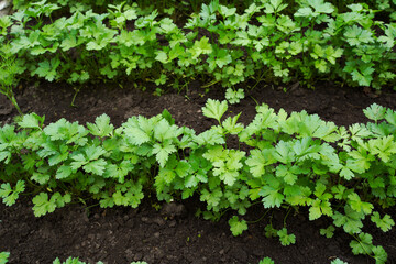 Rows of young green parsley. Selective focus. Greens growing in a garden or greenhouse.