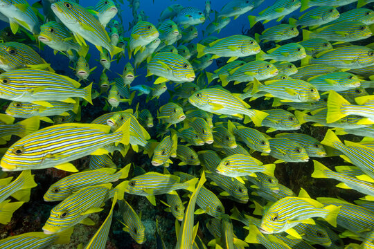 Ribbon sweetlips, Plectorhinchus polytaenia, Raja Ampat Indonesia.