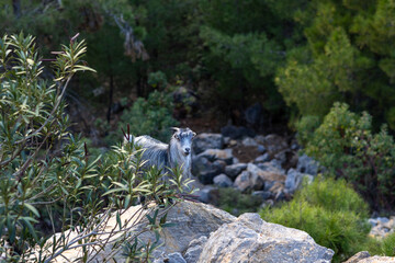 A young wild mountain goat, capra genus, on the rocks behind a tree 