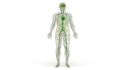 Full-Body 3D Rendering of the Human Lymphatic System and Immune Network on White Background Anatomy of Immunity Complete Anterior View of the Lymphatic Vessels and Lymph Nodes
