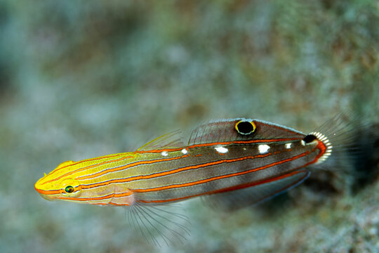 Rainford goby, Amblygobius rainfordi, Raja Ampat Indonesia.