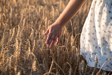 Girl touching wheat ears while walking through a ripe golden field. Woman in a white dress touching ripe wheat ears at sunset, symbolizing harmony, freedom and unity with nature