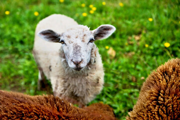 White sheep and parts of 2 sheep on spring meadow.